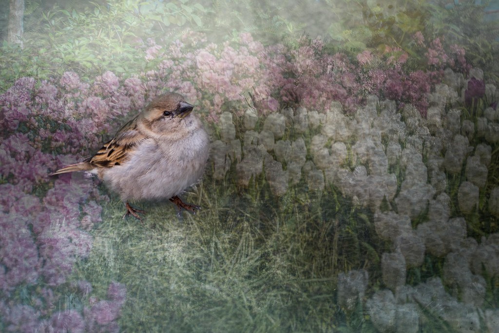 Wren in a Garden, Except it's a Sparrow by taffy