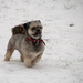 Milo in the snow 2 by nicoleterheide