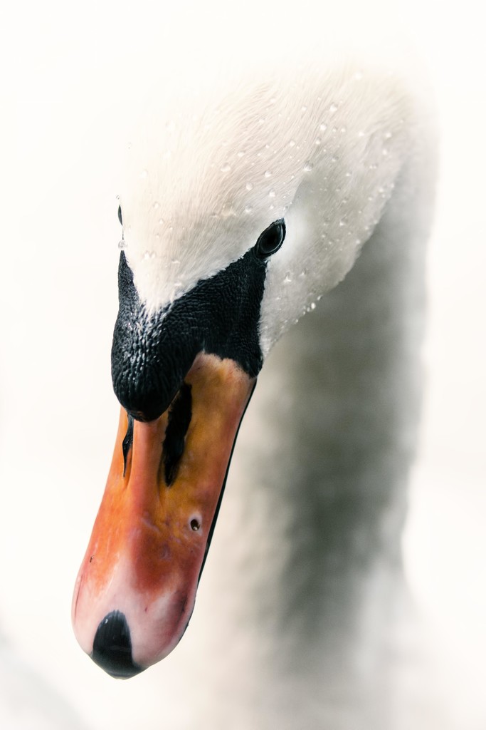 Swan by shepherdmanswife