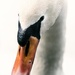 Swan by shepherdmanswife