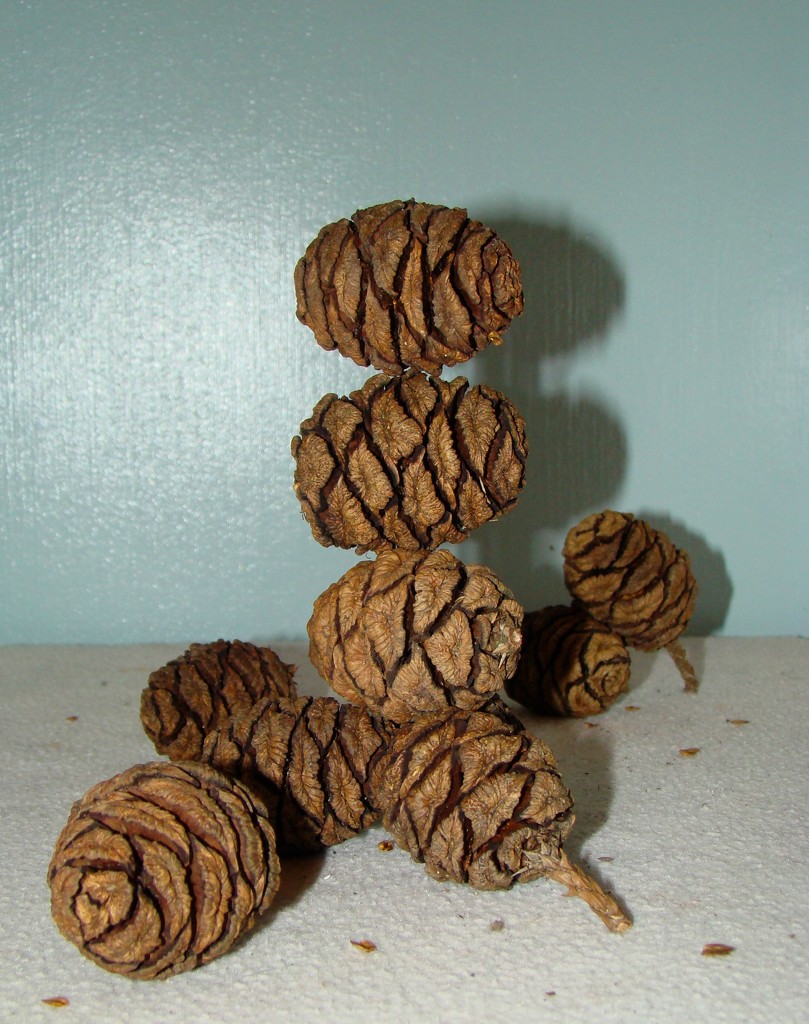 Redwood Cones by bulldog
