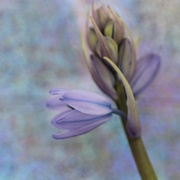 11th Apr 2016 - Bluebell 2