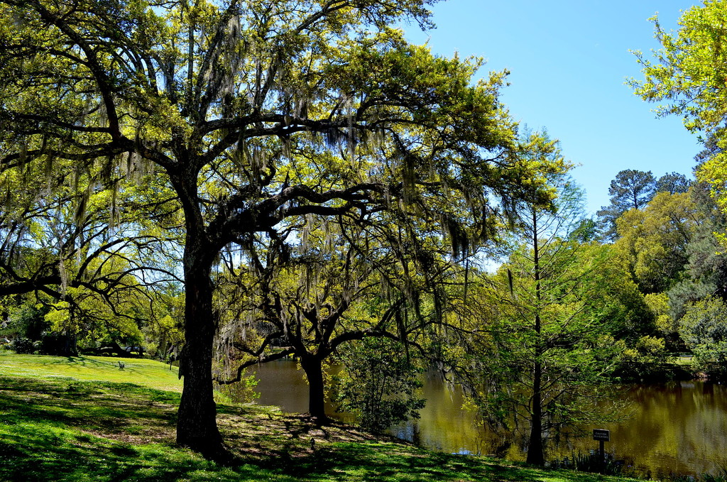 Spring scene at Charles Towne Landing State Historic Site, Charleston, SC by congaree