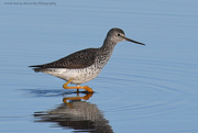 11th Apr 2016 - Greater yellowlegs looking for a meal