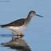 Greater yellowlegs looking for a meal by mccarth1