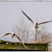 Black-Headed Gulls In Flight by carolmw