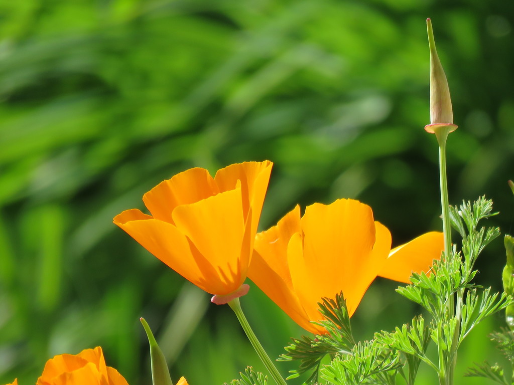 California Poppies by seattlite