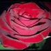 The Rose by salza