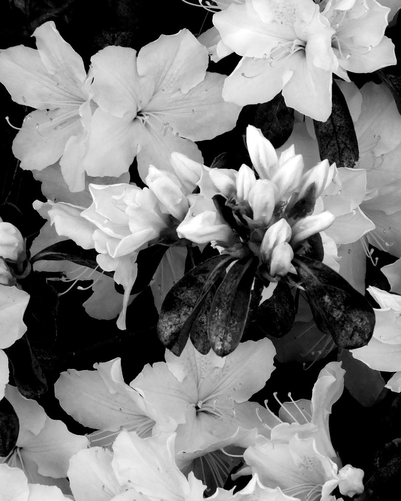 Blooming In Black And White by linnypinny