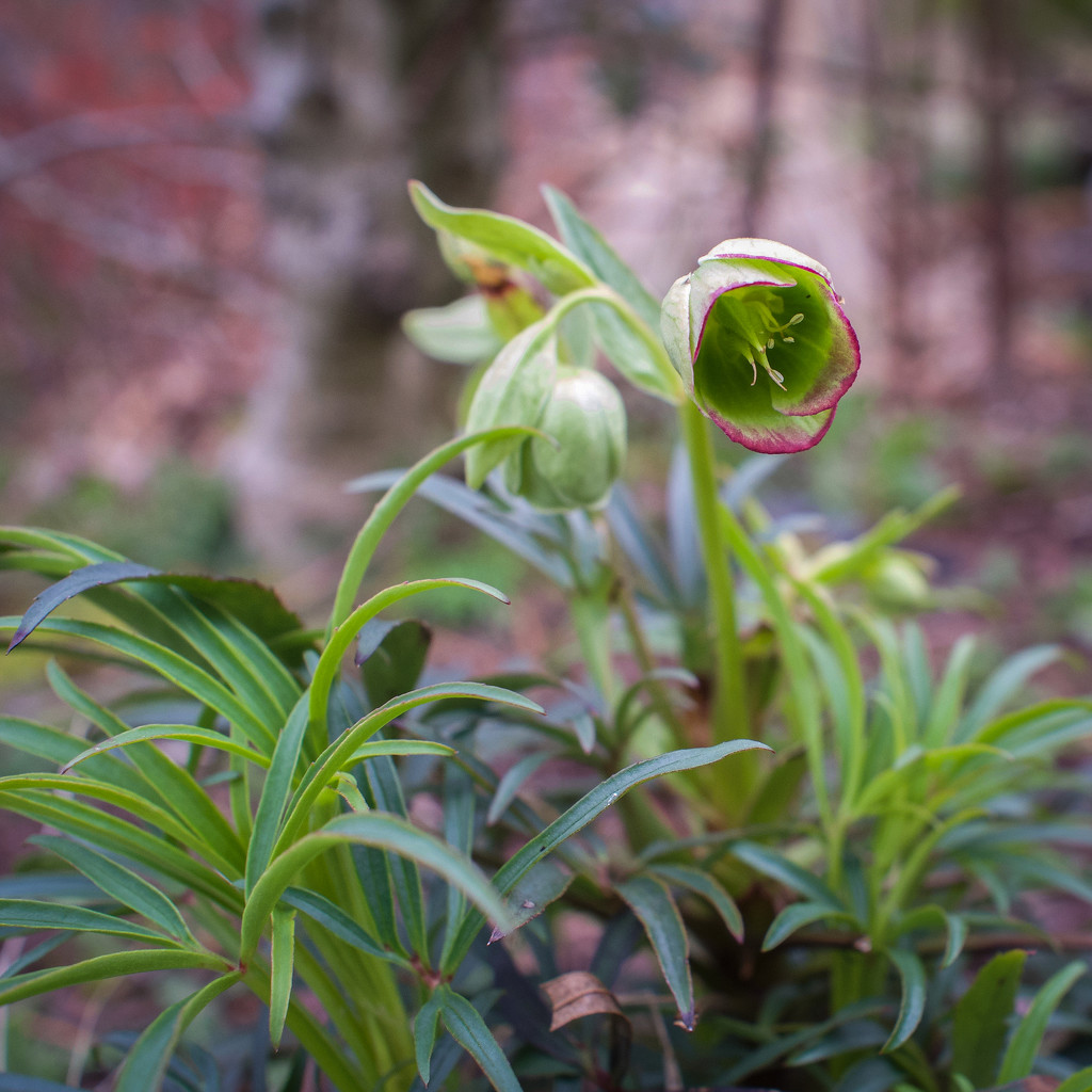 Hellebores by berelaxed