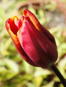12th Apr 2016 - Tulip