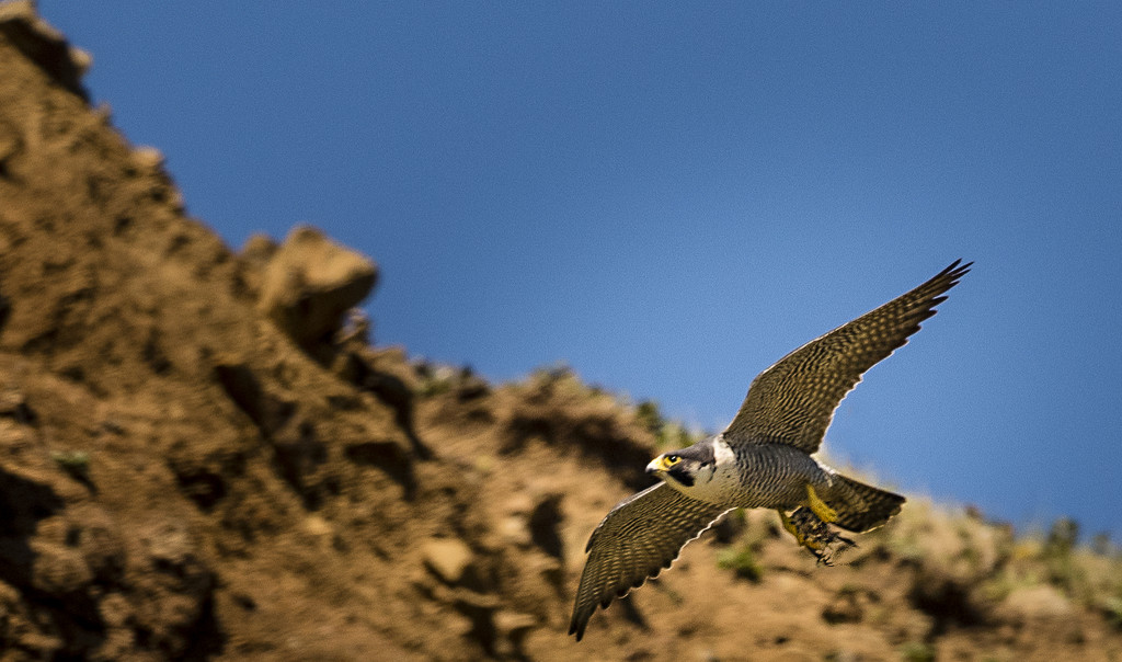 Peregrine Falcon Flying with Dinner by jgpittenger