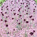 Flower cover by cherrymartina