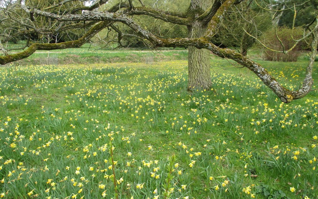 Daffodils  by g3xbm
