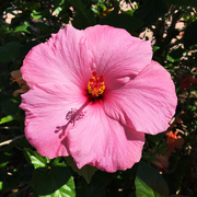 4th Apr 2016 - Pink Hibiscus