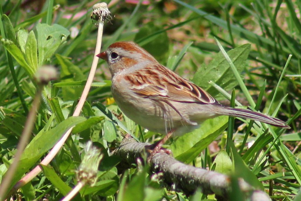 Field Sparrow by cjwhite