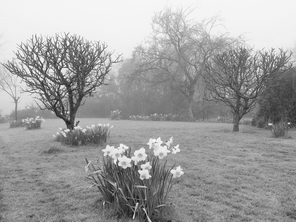 Misty garden by flowerfairyann