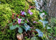 12th Apr 2016 - Violets in moss