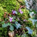 Violets in moss by julienne1