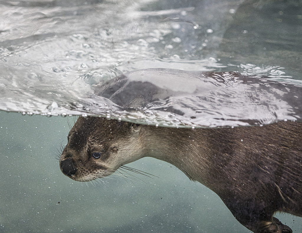 Diving Otter by gardencat