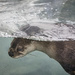 Diving Otter by gardencat