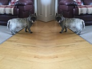 12th Apr 2016 - seeing double