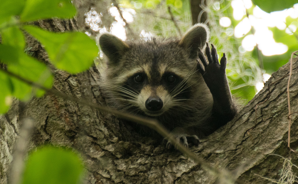 Another Friendly Raccoon! by rickster549