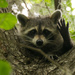 Another Friendly Raccoon! by rickster549