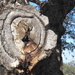 Cork oak by laroque