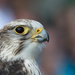 Saker Falcon by leonbuys83