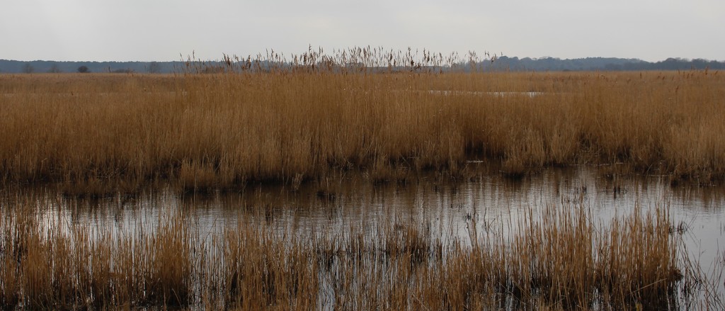Reedbeds at Minsmere by lellie