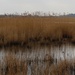 Reedbeds at Minsmere by lellie