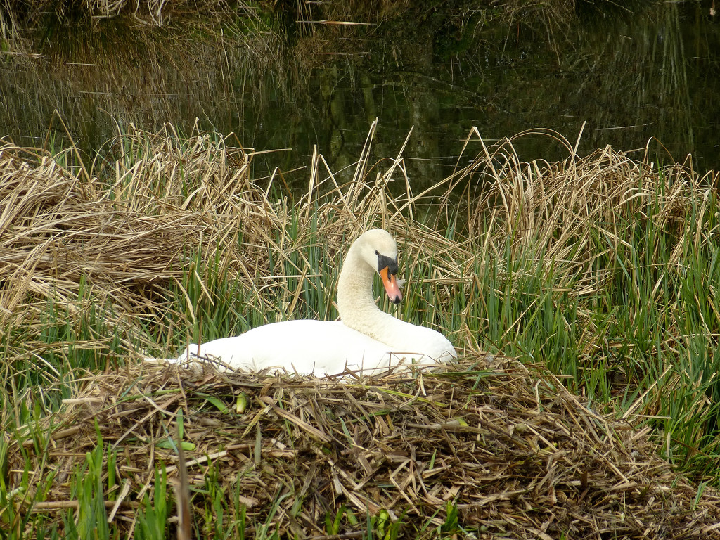 Swan sitting on its nest.... by snowy