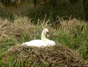 12th Apr 2016 - Swan sitting on its nest....