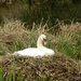Swan sitting on its nest.... by snowy