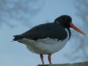 12th Apr 2016 - Oyster catcher. 