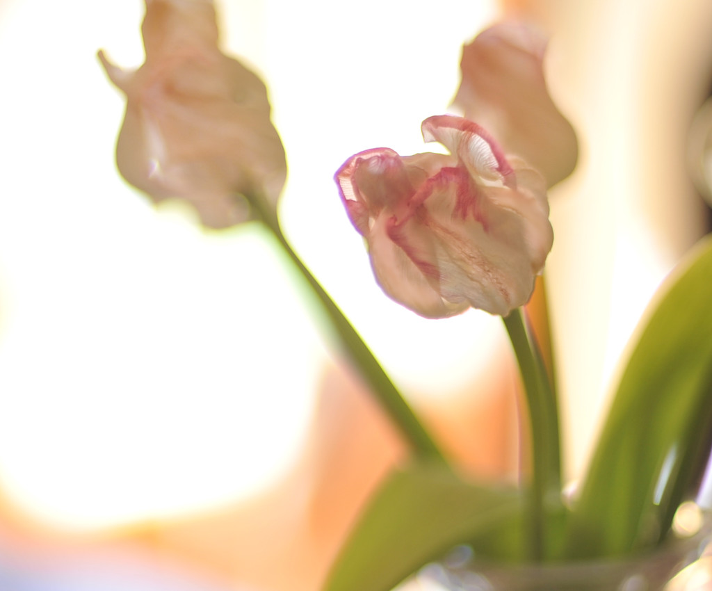 Dried Tulips by loweygrace