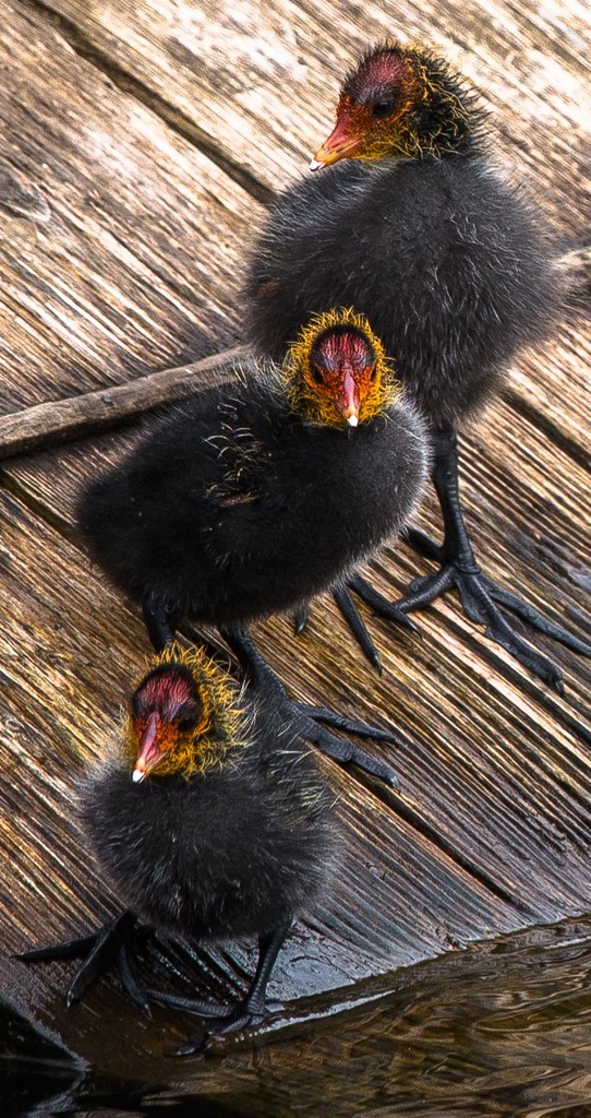 Cute coot chicks by inthecloud5