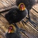 Cute coot chicks by inthecloud5