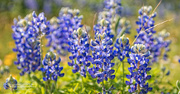 13th Apr 2016 - State Flower of Texas