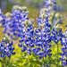 State Flower of Texas by lynne5477