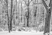 9th Apr 2016 - Winter Wonderland Deux b/w