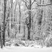 Winter Wonderland Deux b/w by skipt07