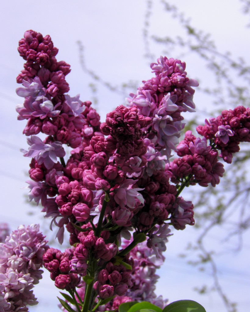 Sweet, sweet lilac by daisymiller