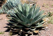12th Apr 2016 - Agave Neomexicana