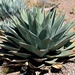 Agave Neomexicana by harbie