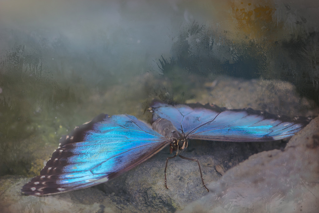 Yet Another Butterfly by taffy