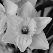 6th Apr 2016 - Daffodil....