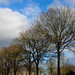 Trees by nicoleterheide