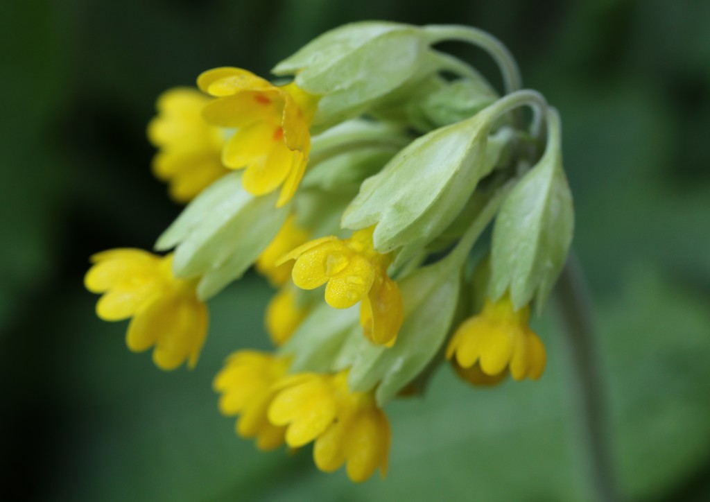 Cowslips by orchid99